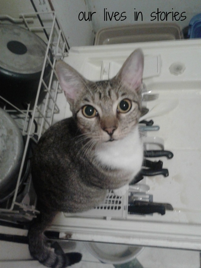 Herms helps with dishes