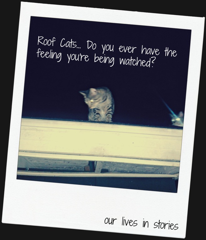 roof cats